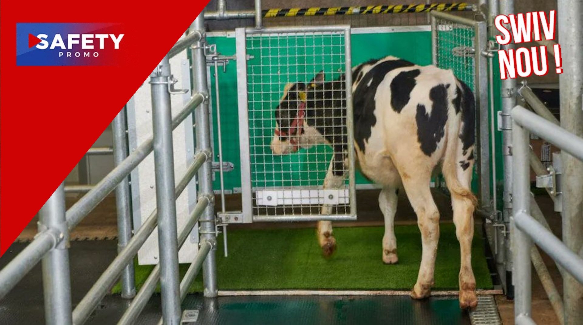 Des vaches entraînées à aller aux toilettes pour réduire les gaz à effet de serre