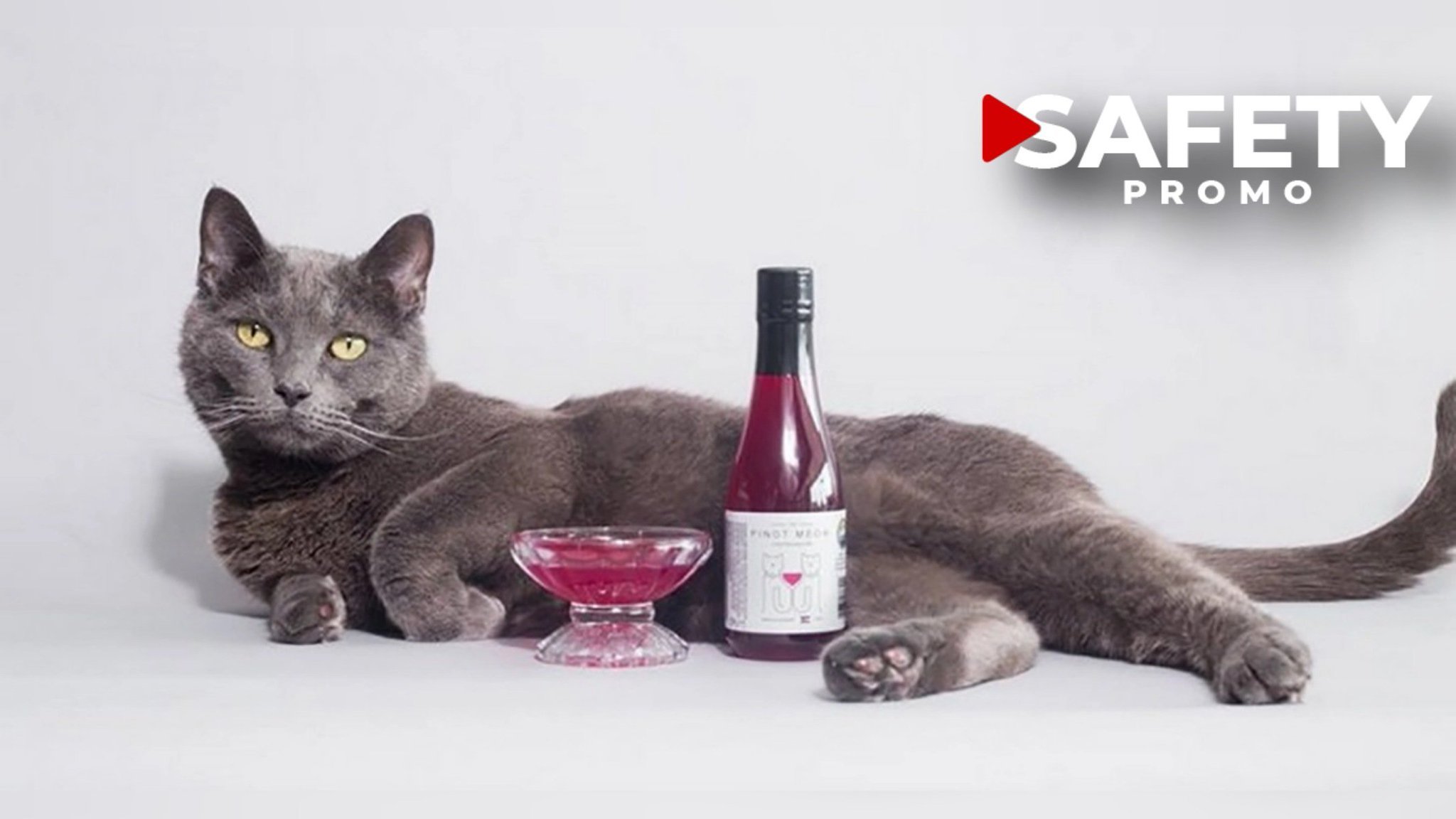 Un “vin pour chats” pour prendre l’apéritif avec son animal de compagnie