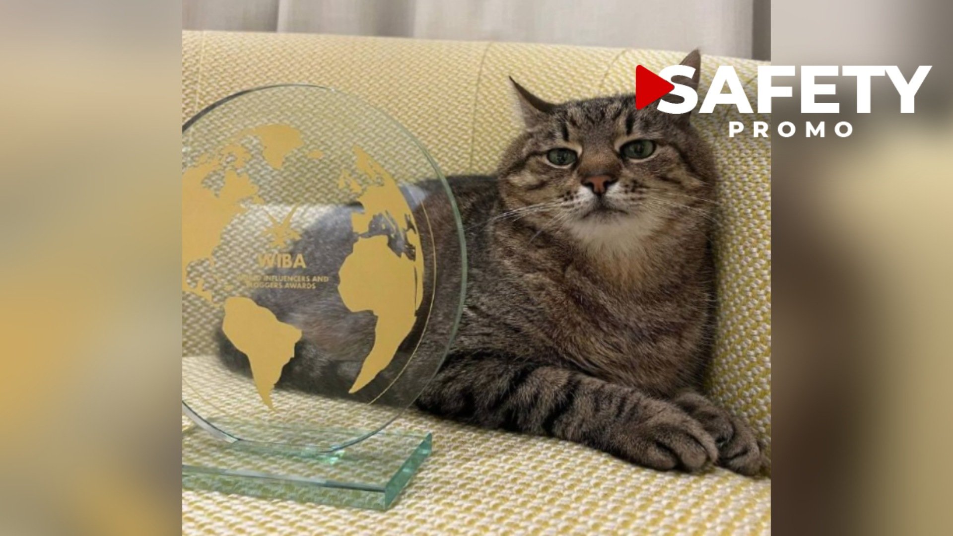 Le chat ukrainien Stepan reçoit le World's Top Influencers and Bloggers Award 2022 à Cannes