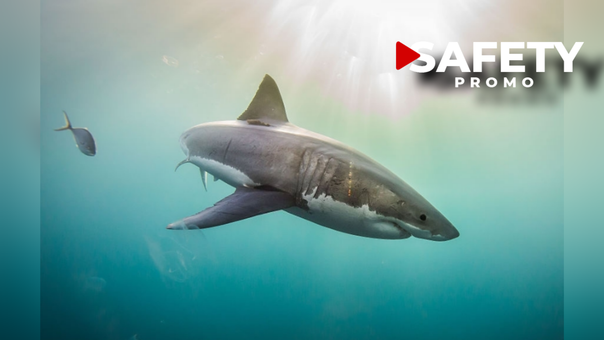 Envie de nager avec des requins blancs ? C'est possible en Afrique du Sud