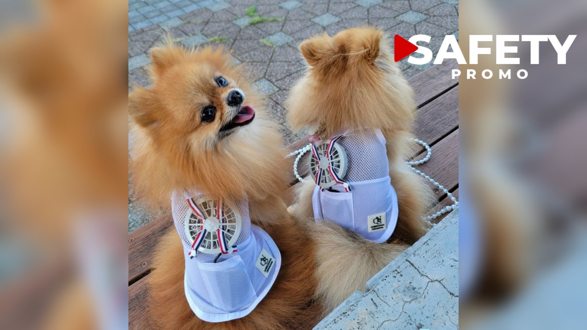 Face à la chaleur au Japon, ces chiens portent un ventilateur portatif